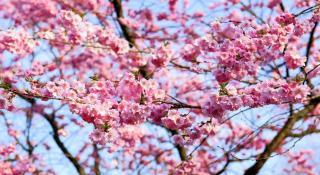 arbre qu fleurit au printemps