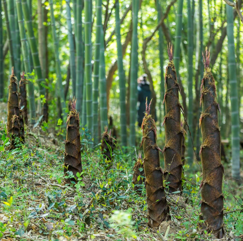 bambou envahissant