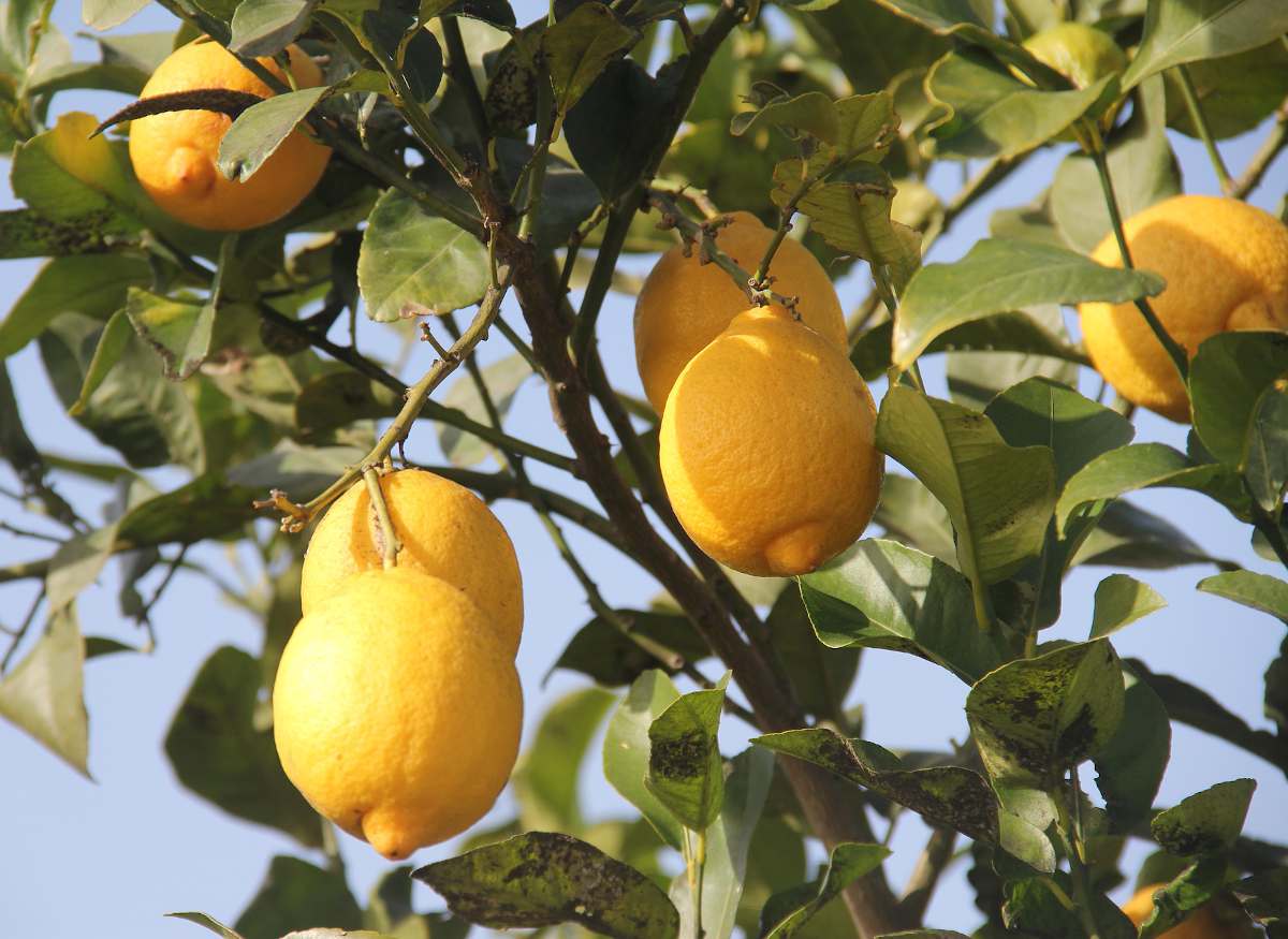 citronnier 4 saisons