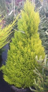 Plantation du cupressus macrocarpa goldcrest - cyprès de lambert