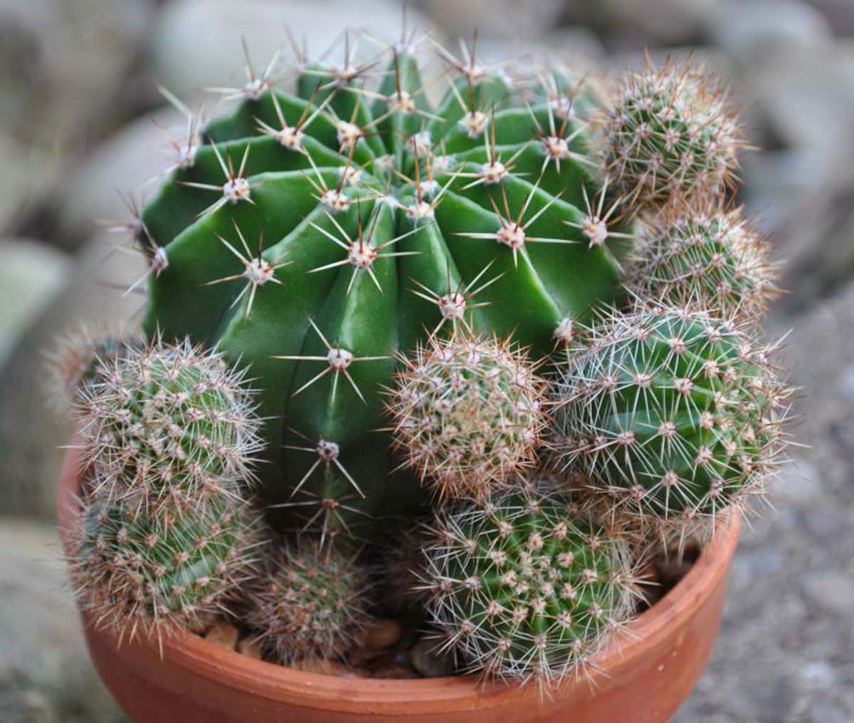 Echinopsis - cactus oursin