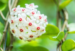 Fleur de porcelaine - Hoya plante