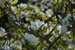 Magnolia étoilé fleurs blanches blanc