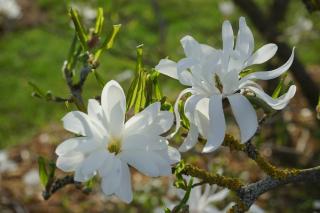 Magnolia étoilé plantation entretien
