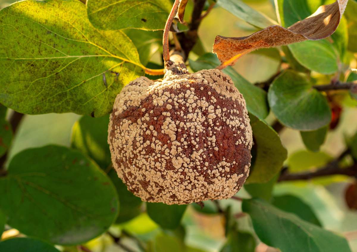 Monilinia fructicola - moniliose - pourriture des fruits