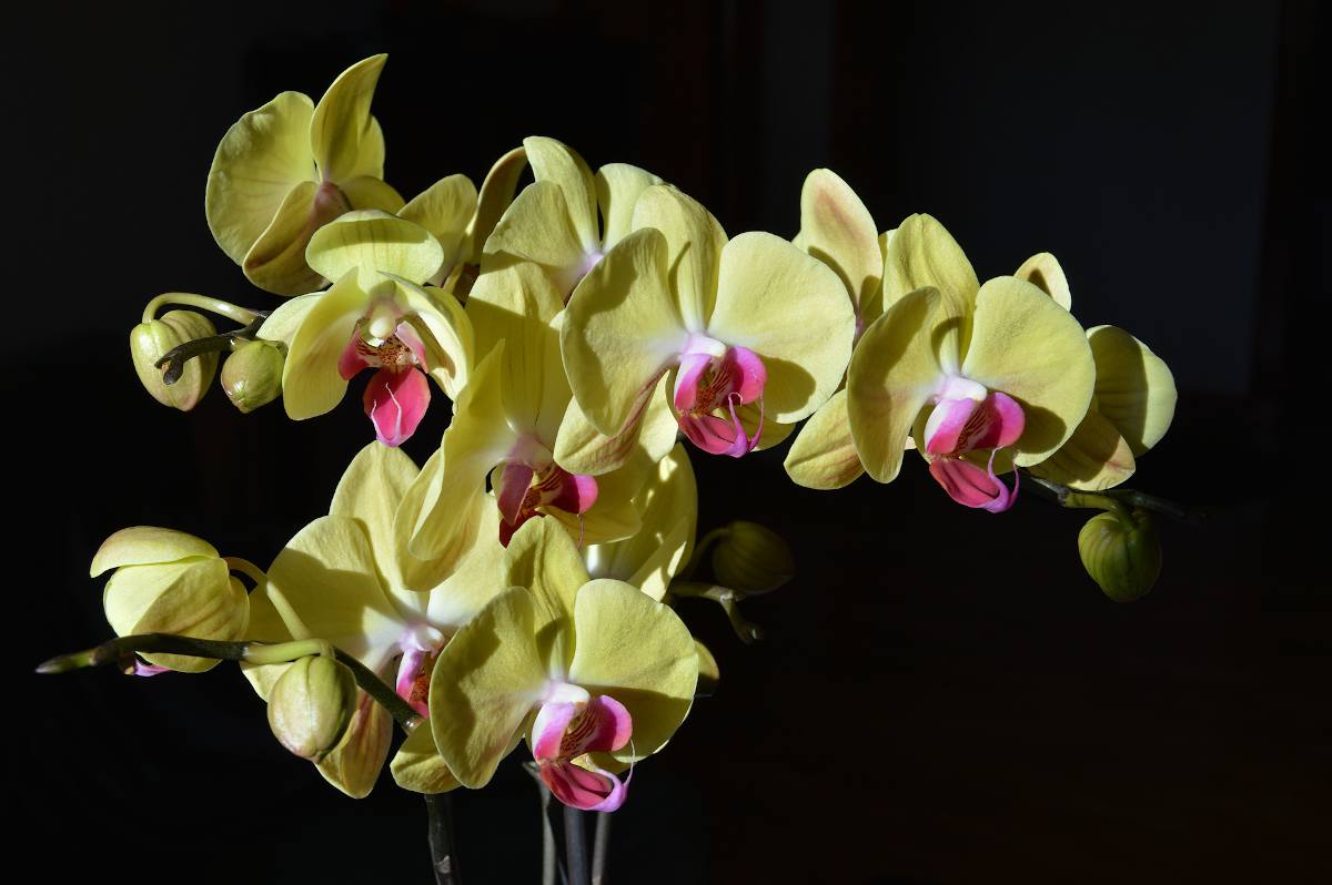 orchidées plantes déco majestueuse