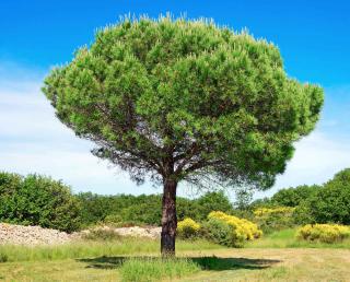 Pin parasol - Pinus pinea
