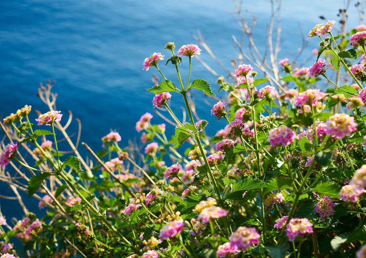 plante fleur arbuste pour bord de mer