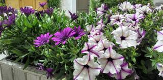 plante pour jardiniere violet fleur violette