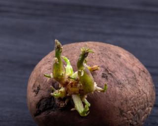 pommes de terre nouvelles germination 