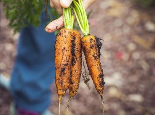 recolte des carottes