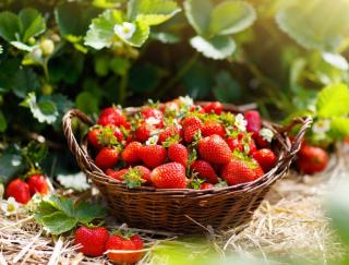 recolte des fraises