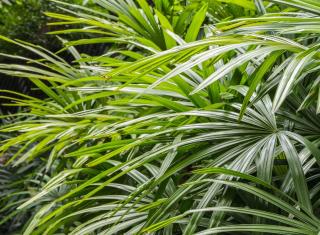 Rhapis excelsa - palmier bambou entretien