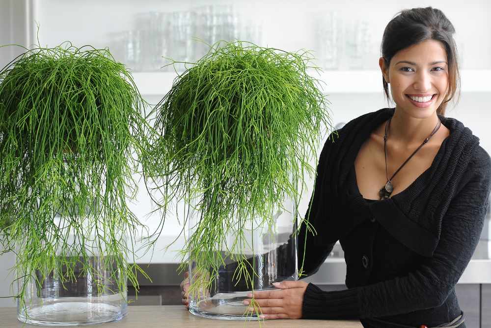 Two bunches of rhipsalis make for very trendy plants with a cute woman presenting them.