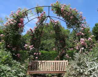 rosier jardin anglais