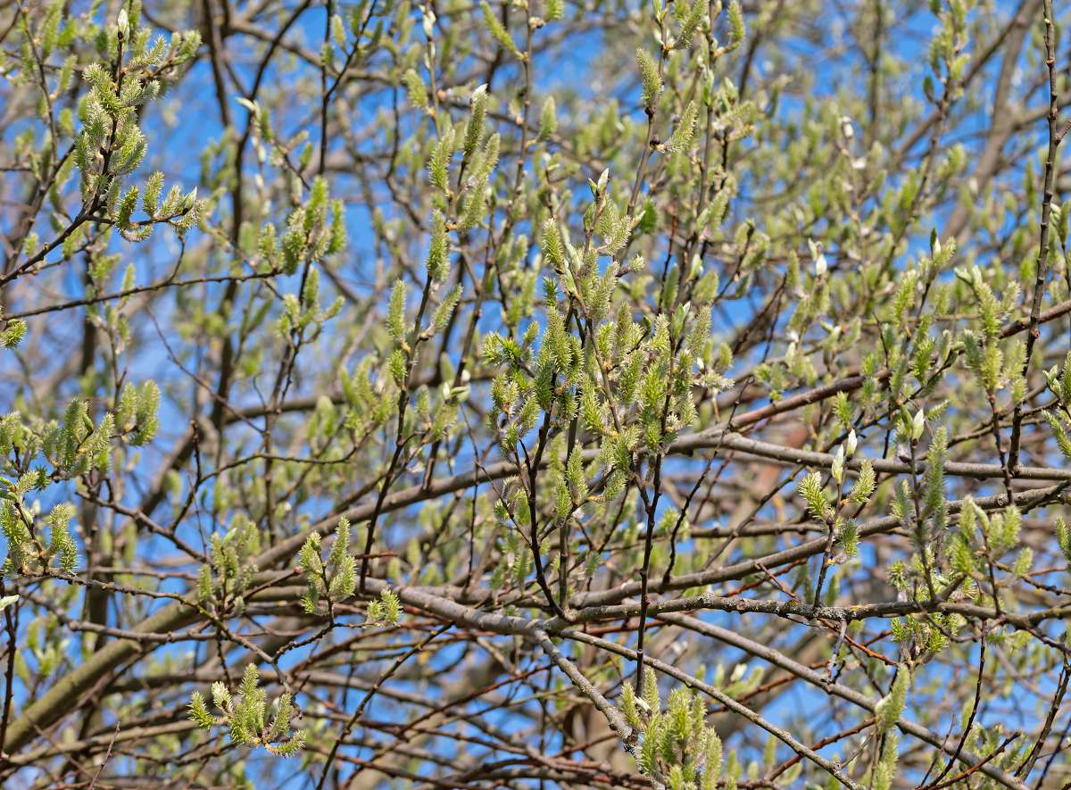 Salix Caprea - saule marsault