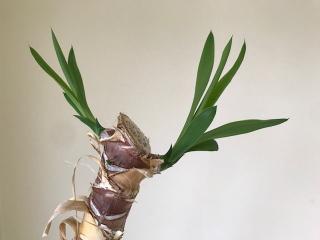 taille yucca