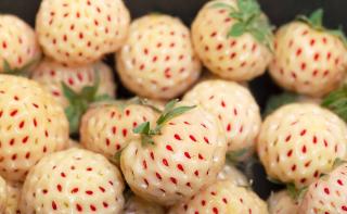 variete fraise blanche fraisier White Pineberry