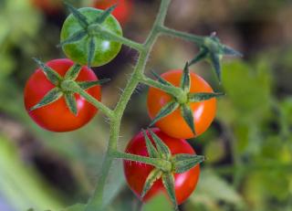 variete tomate fruit legume 